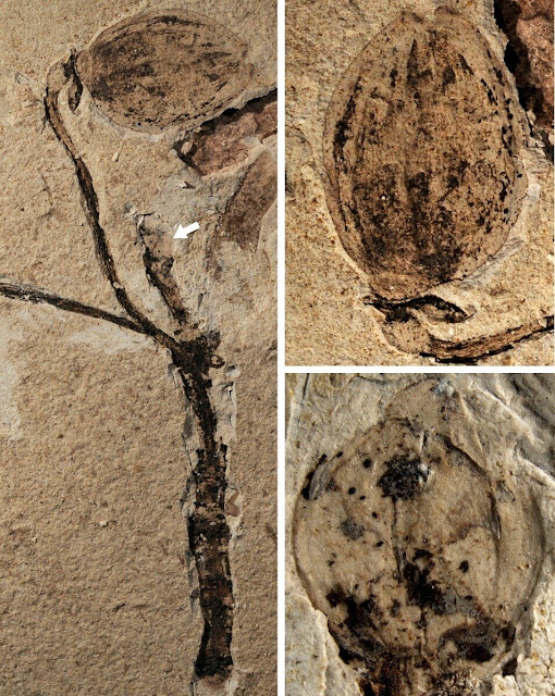 World's earliest fossil record of flower buds discovered