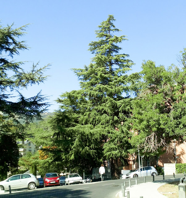 Cedro del Líbano (Cedrus libani A.Rich.).