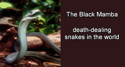 The Black Mamba - No.1 Killer Snake in Human history