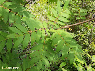 Рябина амурская / Рябина похуашаньская (Sorbus amurensis, =Sorbus pohuashanensis)