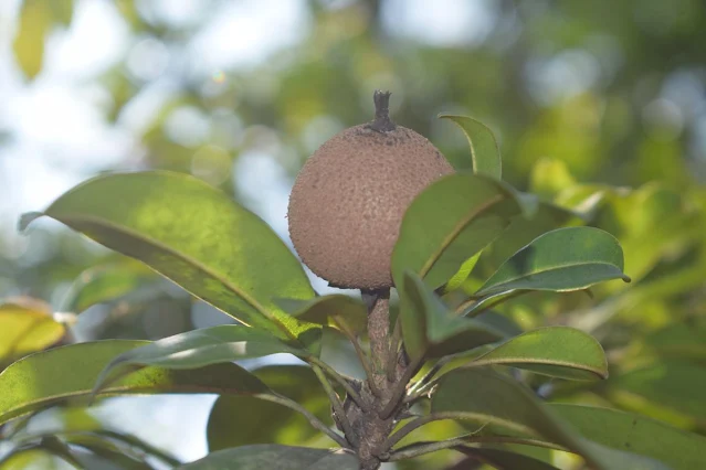 Sapodilla photo