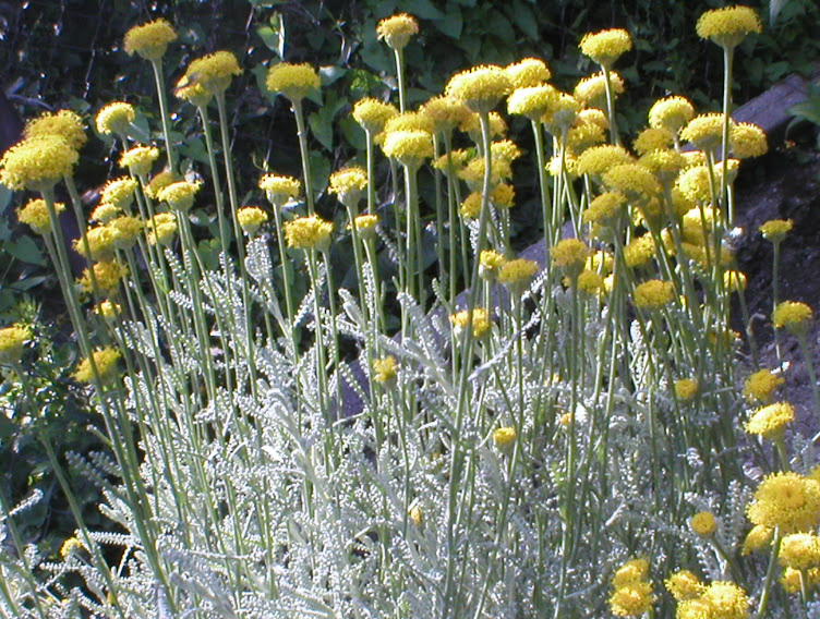 santolína cypruštekovitá (Santolina chamaecyparissus)