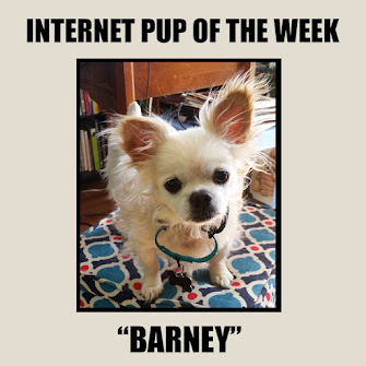 INTERNET KITTY OF THE WEEK!