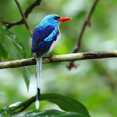 Bird-of-Paradise