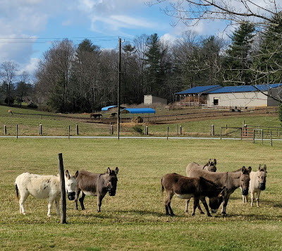 six little donkeys in a pasture