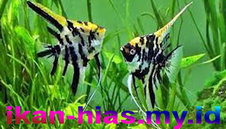 Ikan Manfish