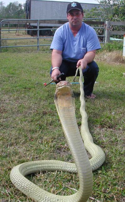 ¿Cuál es la serpiente venenosa mas grande del mundo?