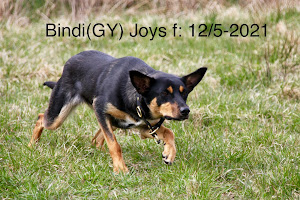 Bindi(GY) JOYS f: 2021-05-12