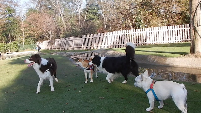 保護犬 ボーダーコリー トーマ 小谷流の里ドギーズアイランド