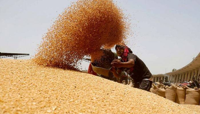 Wheat market crash, possibility of abnormal drop in price