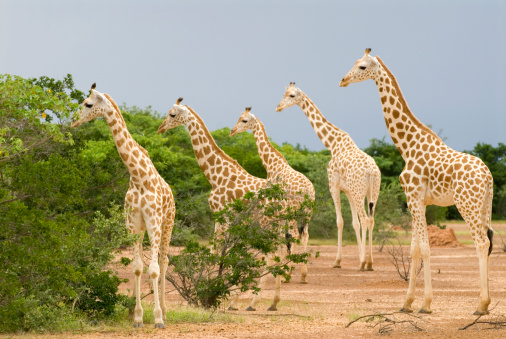 A ameaçada girafa da África Ocidental