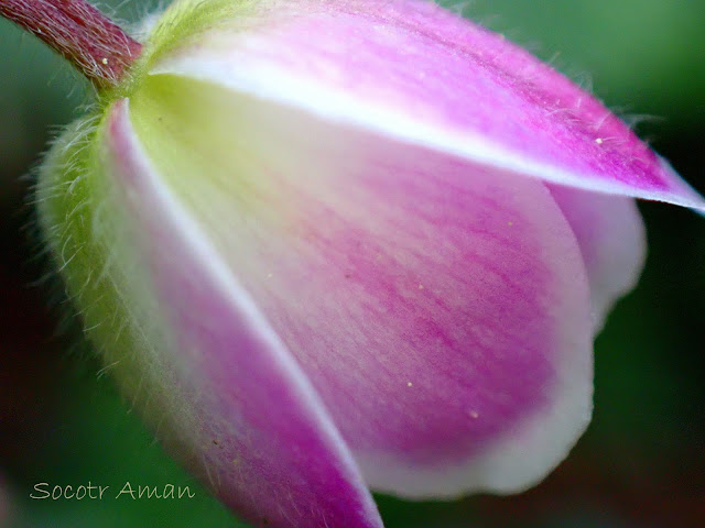 Anemone flaccida