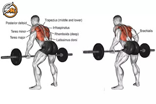 The Top 10 Best Back Muscle-Building Workouts