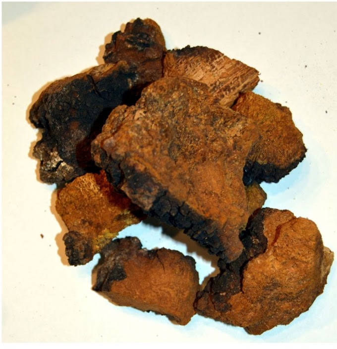 Chaga Mushroom Supplier in Brunei | Chaga Mushroom Company In Brunei Darussalam | Biobritte mushroom company