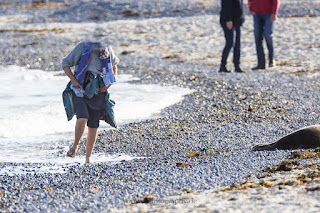 Wildlifefotografie Helgoland Düne Robben Kegelrobbe