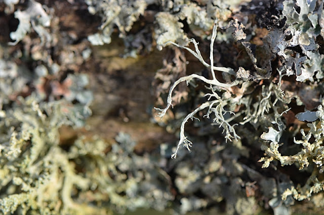 Lichen