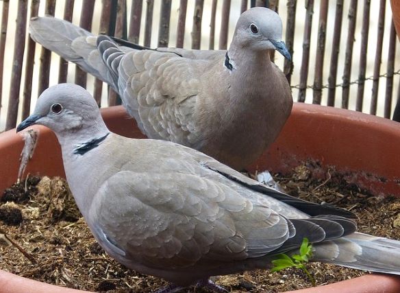 Cara Merawat Burung Perkutut Lokal Agar Rajin Bunyi