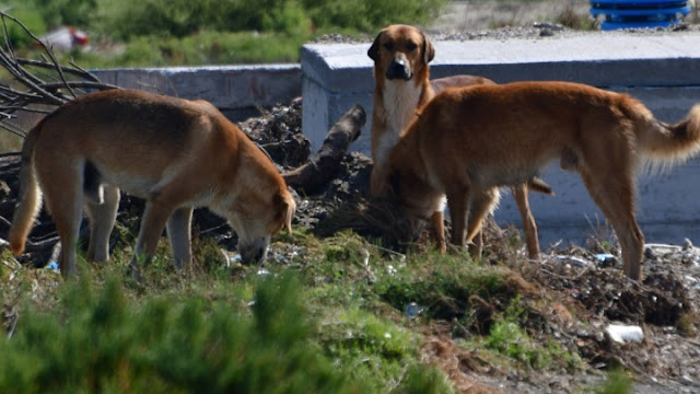 Ο Δήμαρχος Ναυπλιέων αναλαμβάνει την ευθύνη των αδέσποτων ζώων