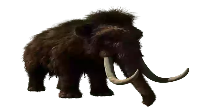 यह सपना कि एक दिन विशाल Mammoth साइबेरिया में फिर से घूम आ सकते हैं , नया नहीं है । मैमथ हजारों वर्षों से विलुप्त हैं लेकिन अमरीकी वैज्ञानिकों का कहना है कि यह सपना जल्द ही वास्तविकता बन सकता है ।