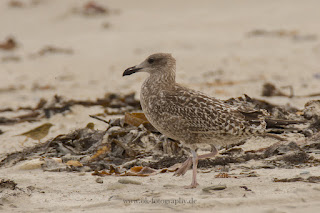 Wildlifefotografie Helgoland Düne