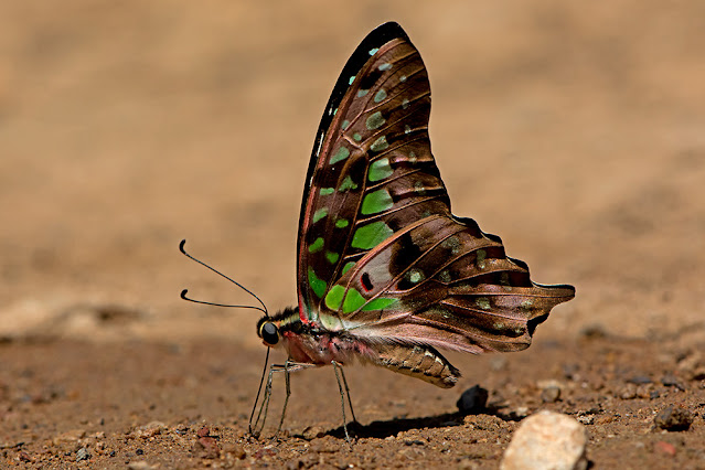 Graphium agamemnon