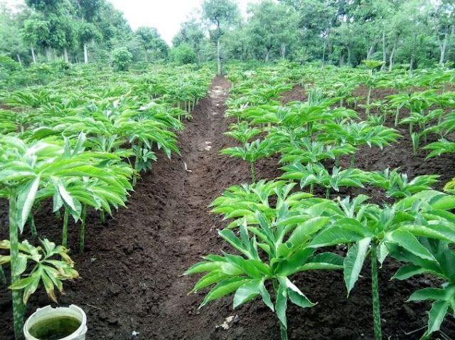 Cara menanam pohon porang agar cepat panen yang baik dan benar