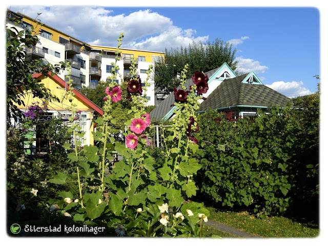 Sommerparadiset  Etterstad kolonihager i Etterstadgata 18C øverst på Vålerenga i Oslo.