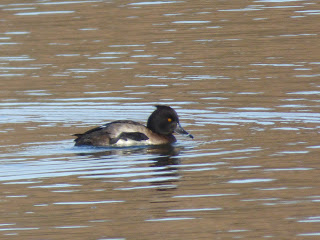 Tufted Duck