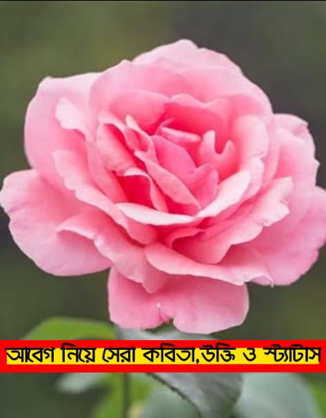 আবেগ নিয়ে উক্তি ,আবেগি মন স্ট্যাটাস, আবেগ নিয়ে বাণী, আবেগ নিয়ে উক্তি, আবেগের কথা ,আবেগের স্ট্যাটাস, আবেগ নিয়ে উক্তি, আবেগ নিয়ে কবিতা, আবেগের কথা স্ট্যাটাস, আবেগ নিয়ে উক্তি এবং কবিতা