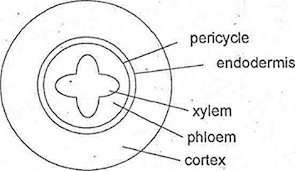 Internal Structure of roots