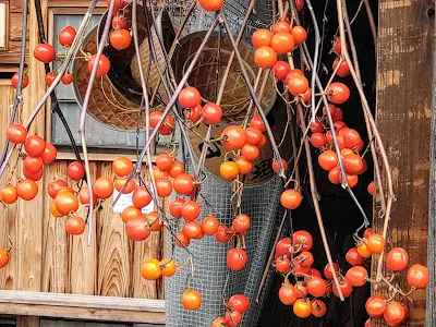 白川郷の軒下のオレンジ色の実