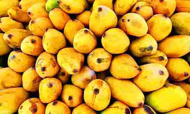 mango in hindi, mango ka hindi, mango benefits in hindi, history of mango in hindi, about mango tree in hindi, mango tree history in hindi,