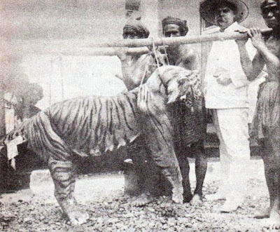 Bali tiger has been extinct for about 70 years