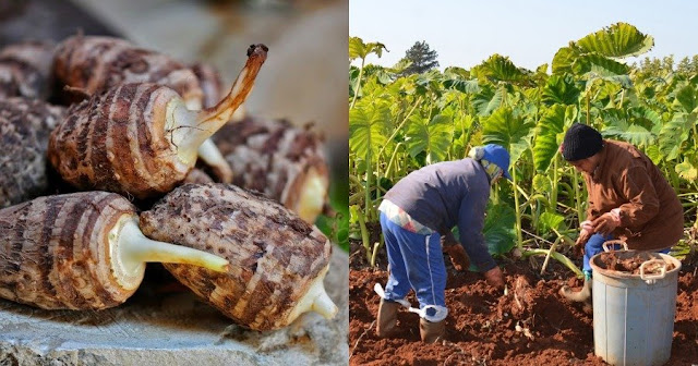 Κολοκάσι | Η υπερτροφή της Ικαρίας, οι ευεργετικές ιδιότητες, ο σωστός τρόπος κατανάλωσης και ο κρυφός κίνδυνος !