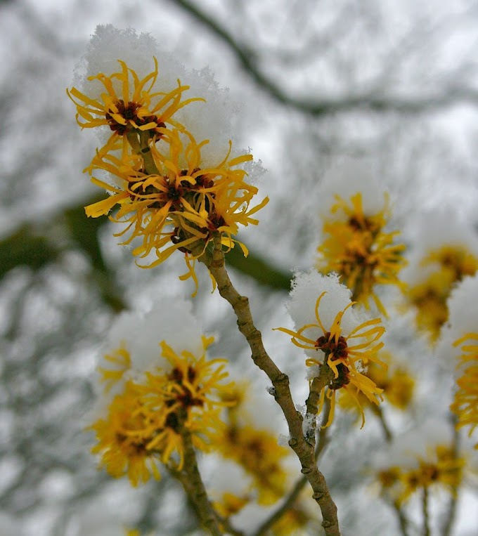 Cvijeće Hamamelis (Hameličnjak) Biljka je najpoznatija po svojim ljekovitim svojstvima 
