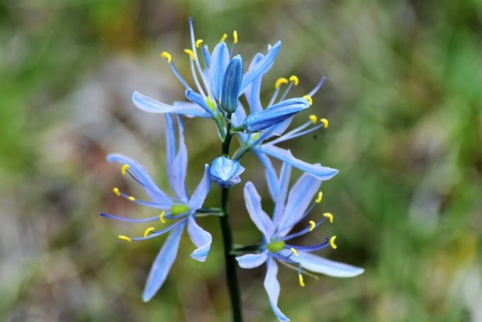 Cvijeće Camassia (Camas; Quamash)