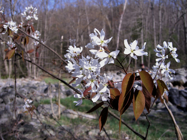 Ирга древовидная (Amelanchier arborea)