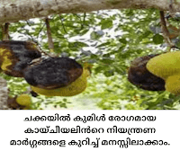 ചക്ക Treat fungally affected Jackfruit