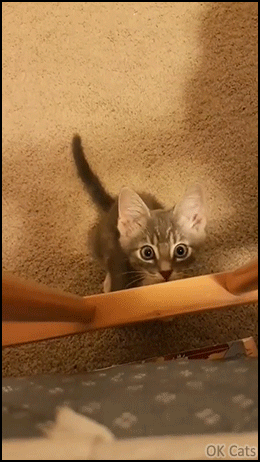 Cute Kitten GIF • Overly-attached kitten demands owner's affection. [gif-ok-cats.com]