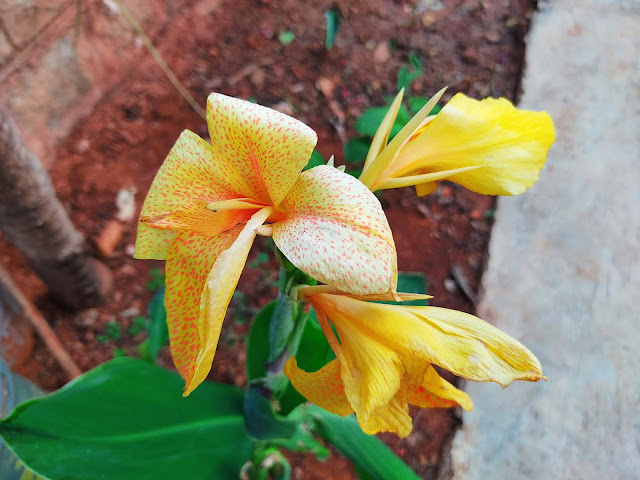 Four Petal Yellow flower