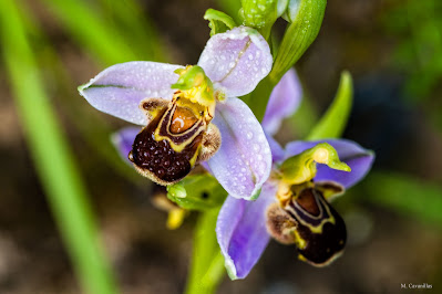 Ophrys - Bee orchids care