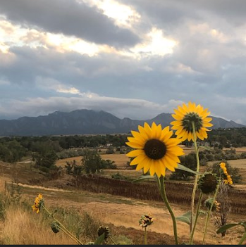 Sunflower, Mountain, Boulder.