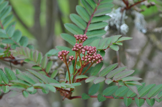 Рябина мелколистная (Sorbus microphylla)