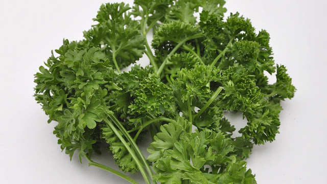 Parsley - a valuable culinary herb