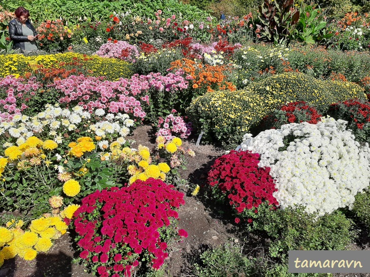 Хризантемы (Chrysanthemum)