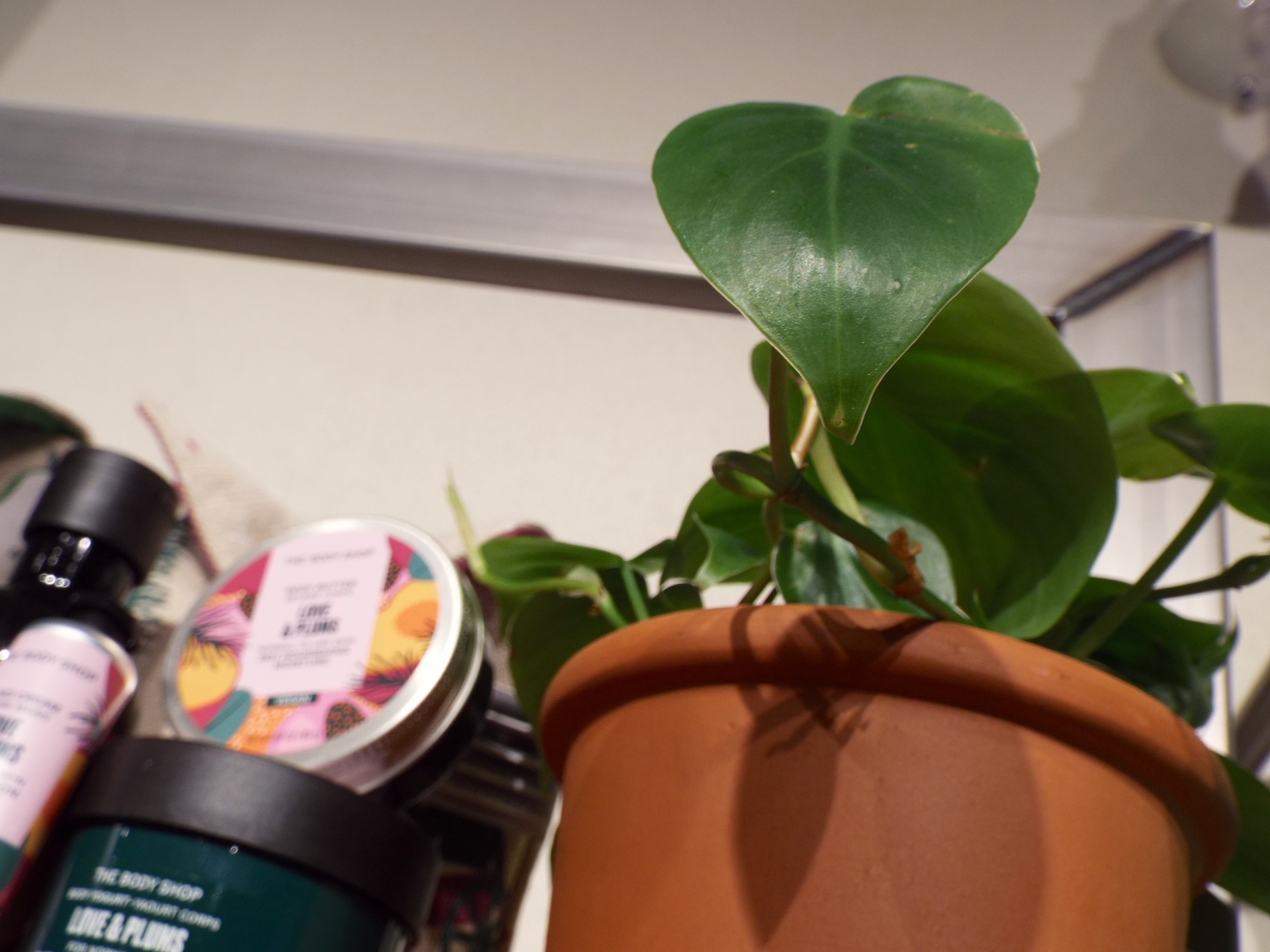 A plant pot with a leafy green plant sits amongst the Love and Plums display.