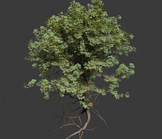 Tree with roots Plant fbx blend free 3d models download