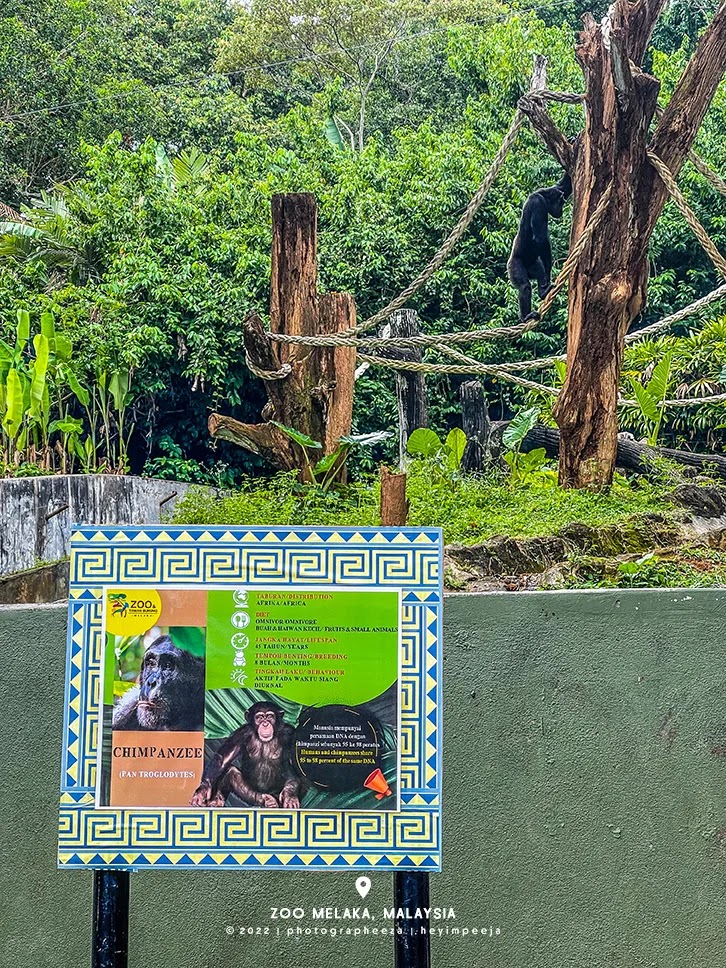 Chimpanzee Zoo Melaka