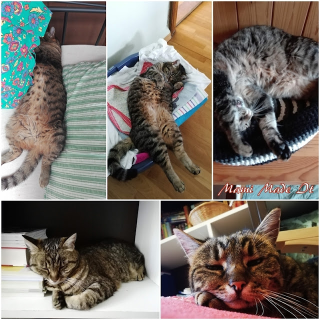 Unsere Katze kann überall schlafen - Our cat can sleep anywhere