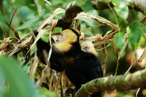 Capuchin monkeys are both curious and intelligent, and they are capable of forming deep emotional connections with humans